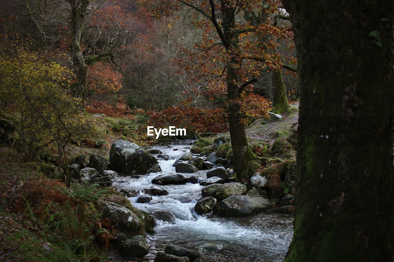 Stream flowing through rocks in forest during autumn