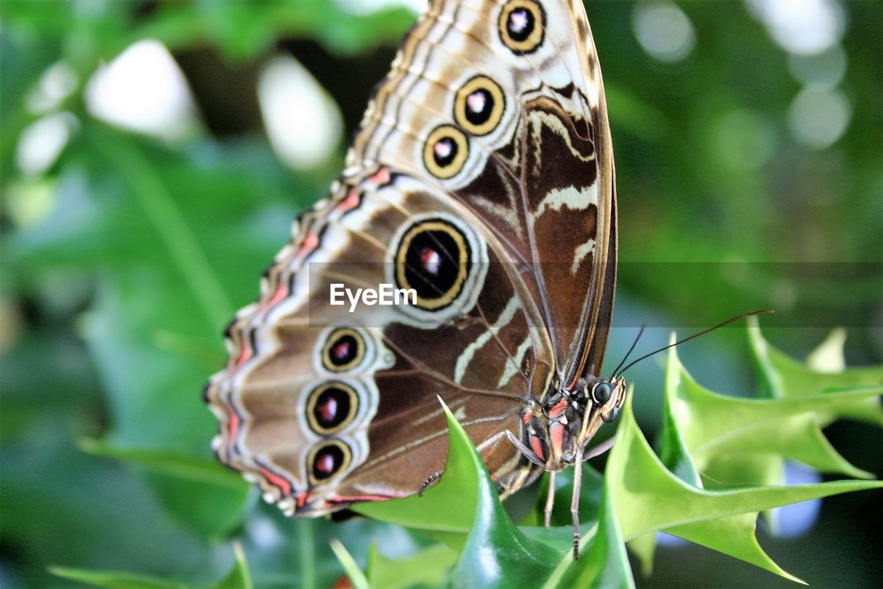 Close-up of butterfly on leaf