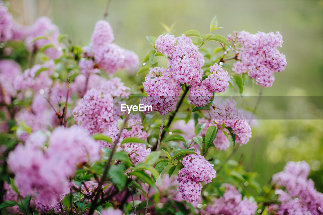 Close-up of pink flowering lilac