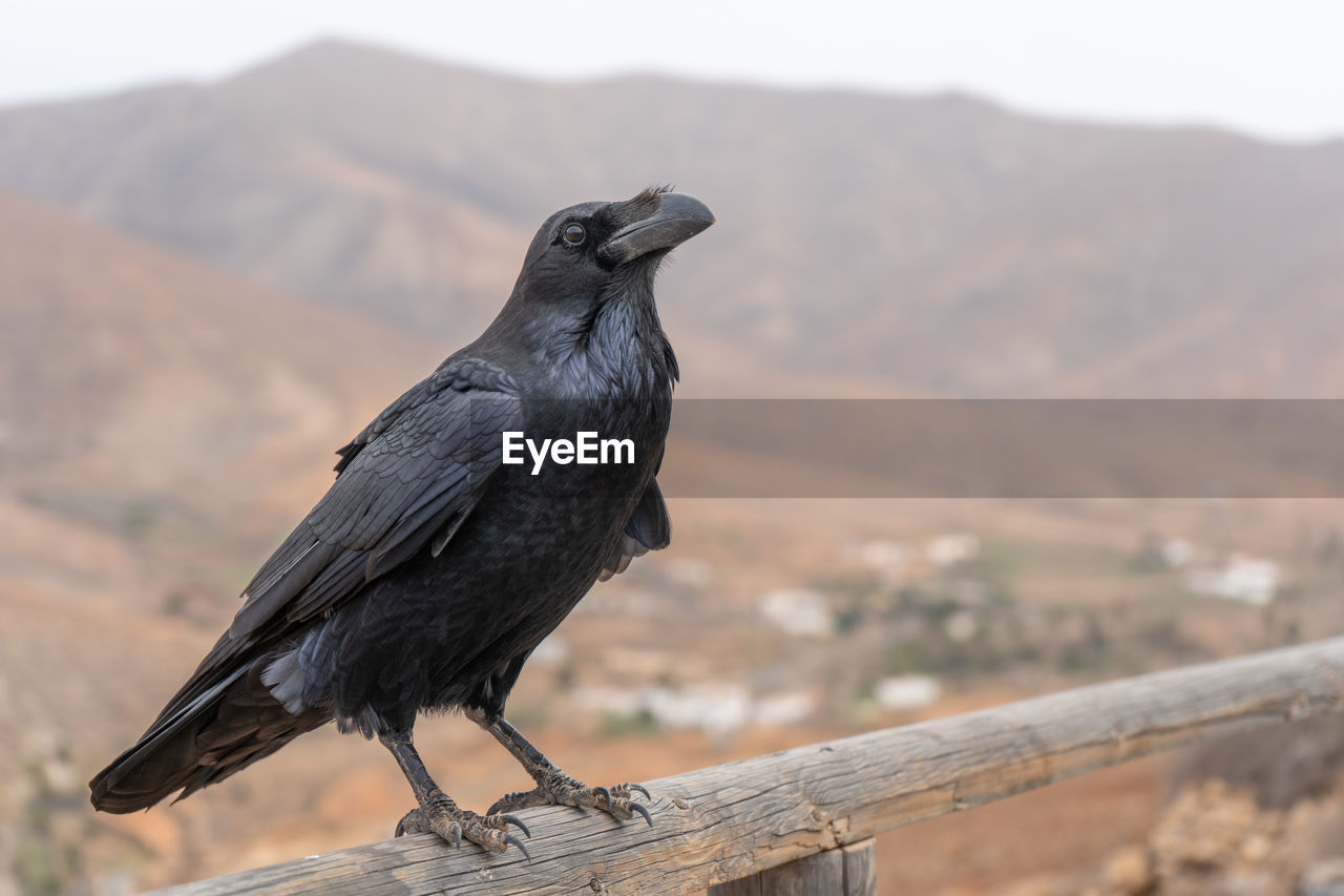 Crow perching on a railing