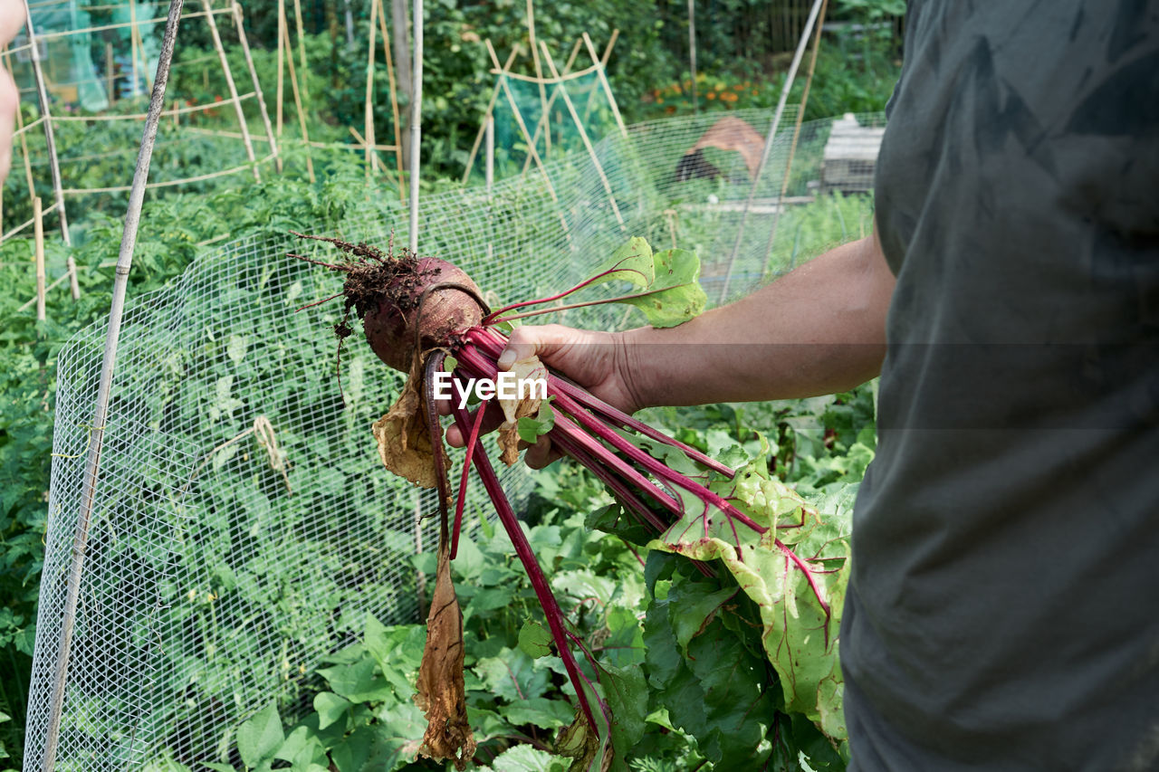 Man holding freshly picked beetroot. blurred background.