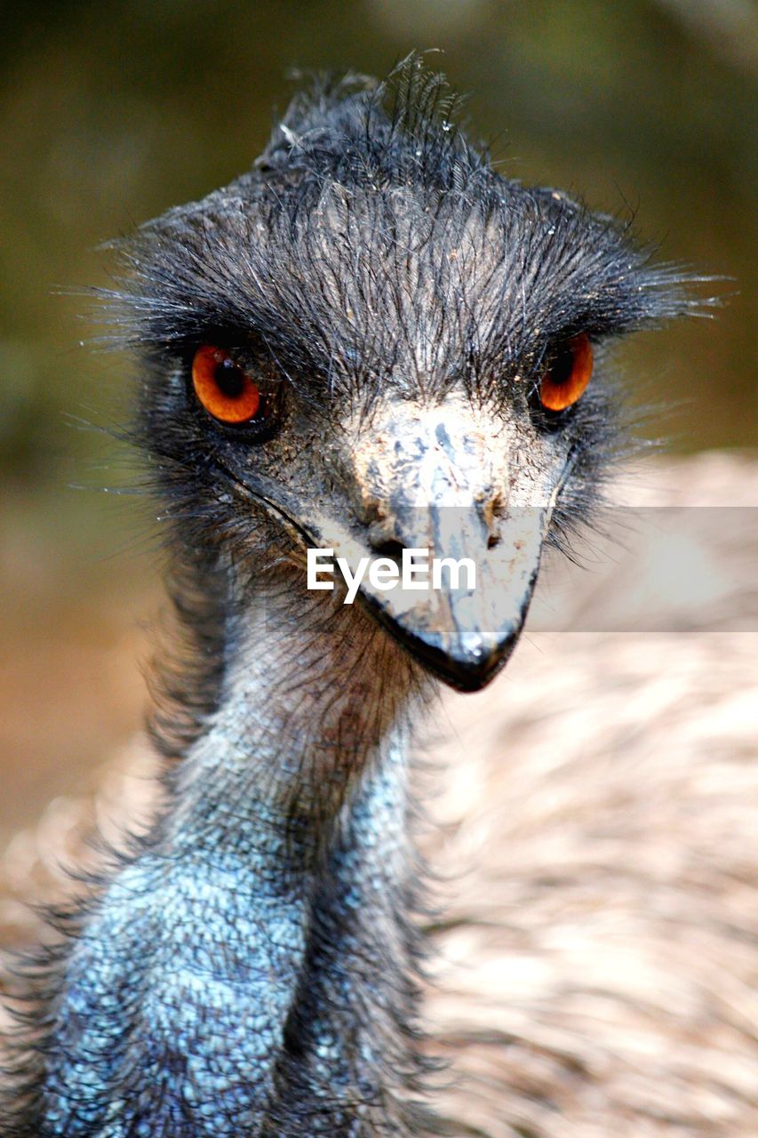 Close-up of emu