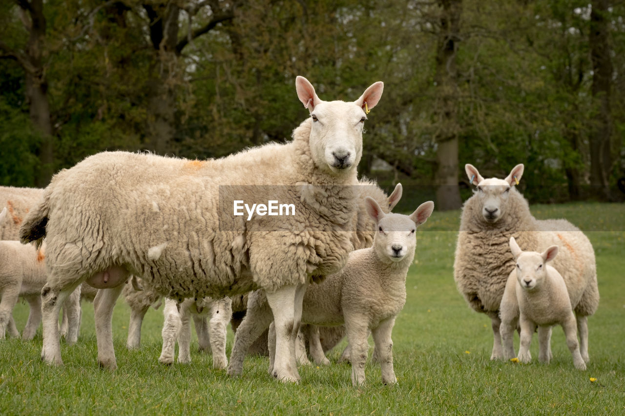 PORTRAIT OF SHEEP ON THE FIELD