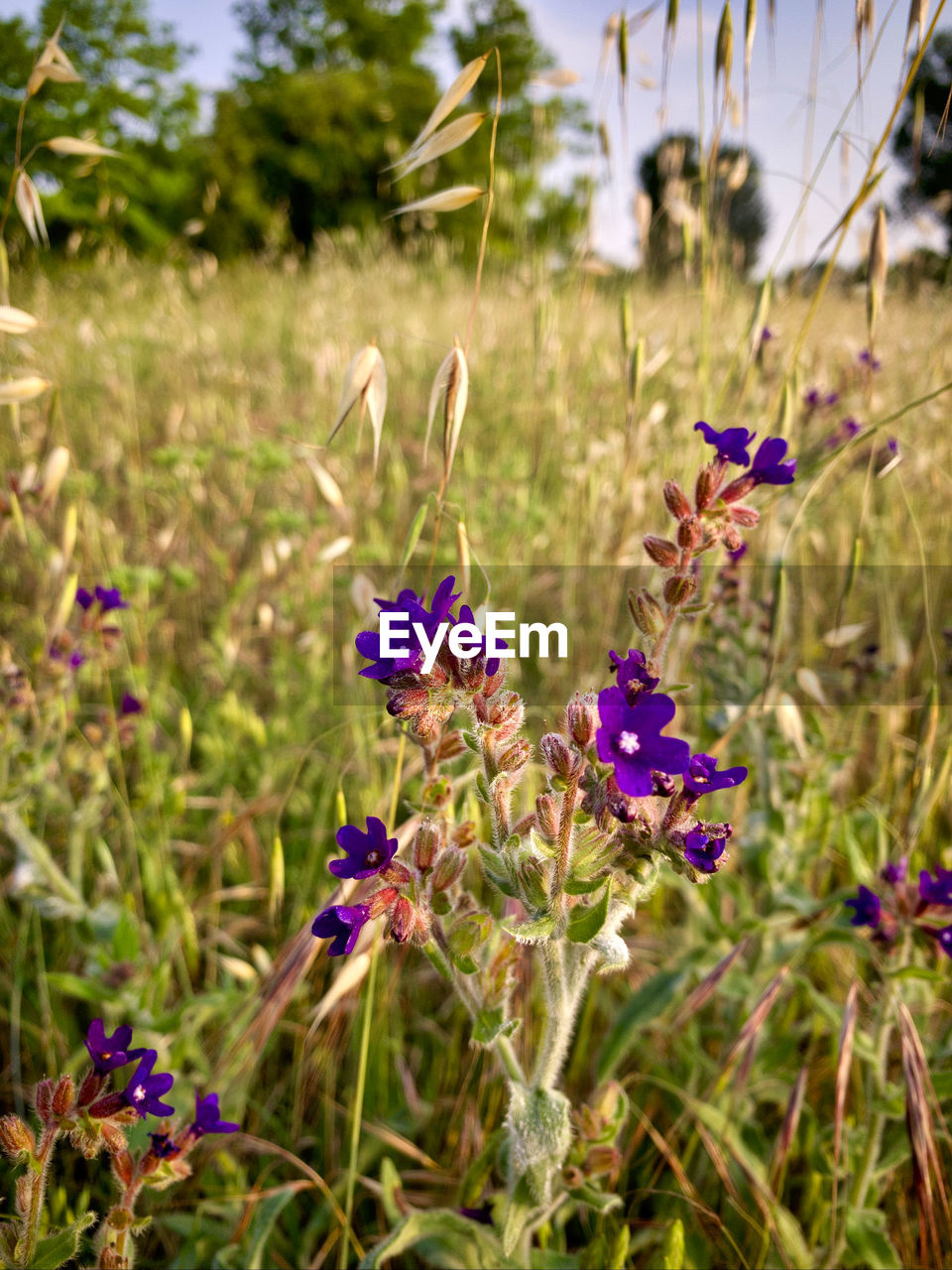 CLOSE-UP OF PURPLE FLOWERS ON FIELD