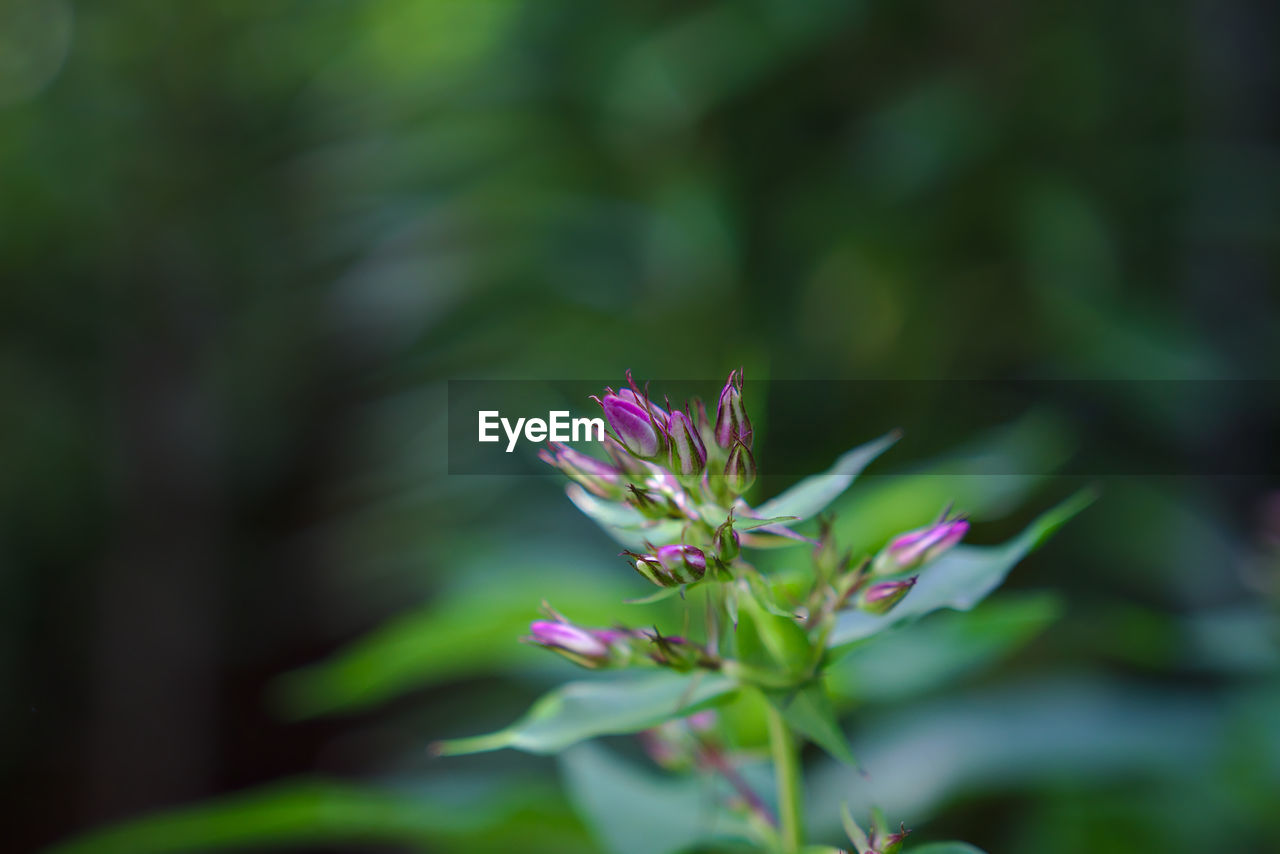 Close-up of flowers growing on plant