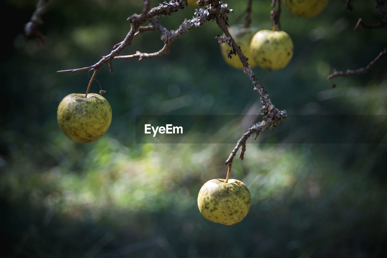 Old apples hanging from branches