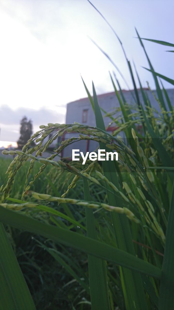 CLOSE-UP OF GRASS GROWING ON FIELD