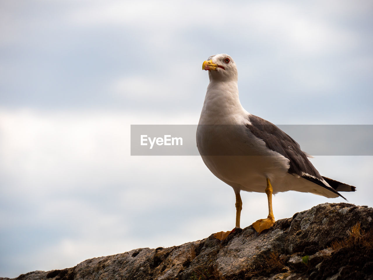 BIRD PERCHING ON ROCK