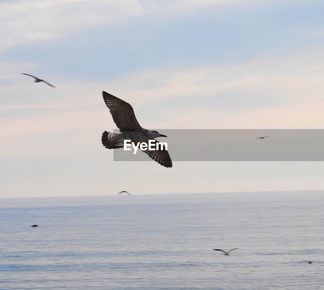 SEAGULLS FLYING OVER SEA AGAINST SKY