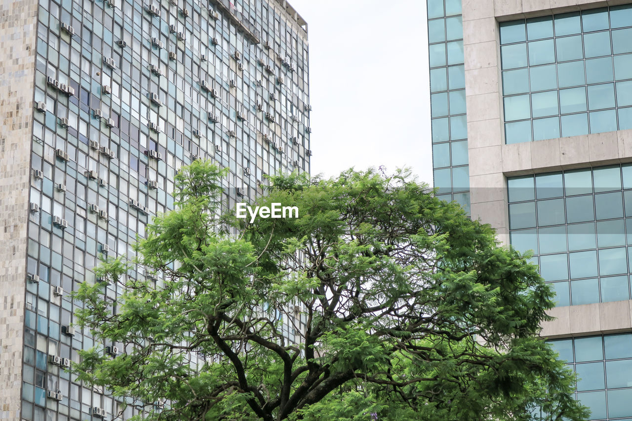 LOW ANGLE VIEW OF TREES AND MODERN BUILDING