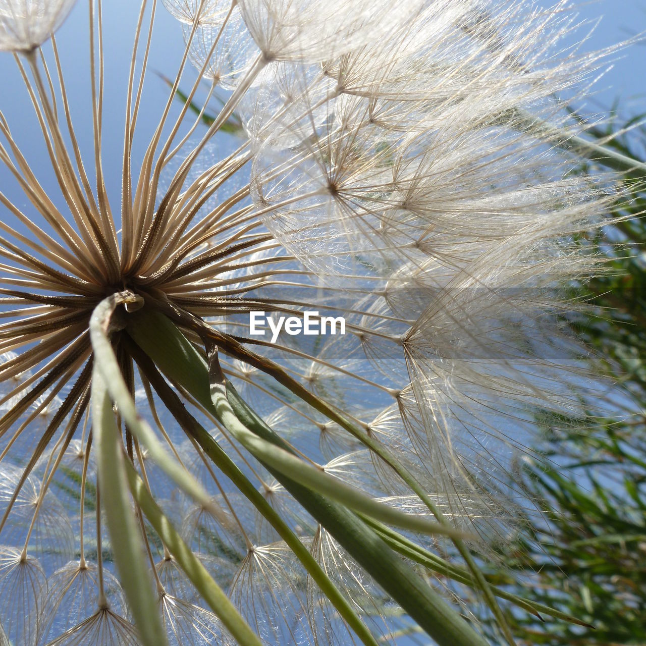 CLOSE-UP OF PLANTS AGAINST THE SKY