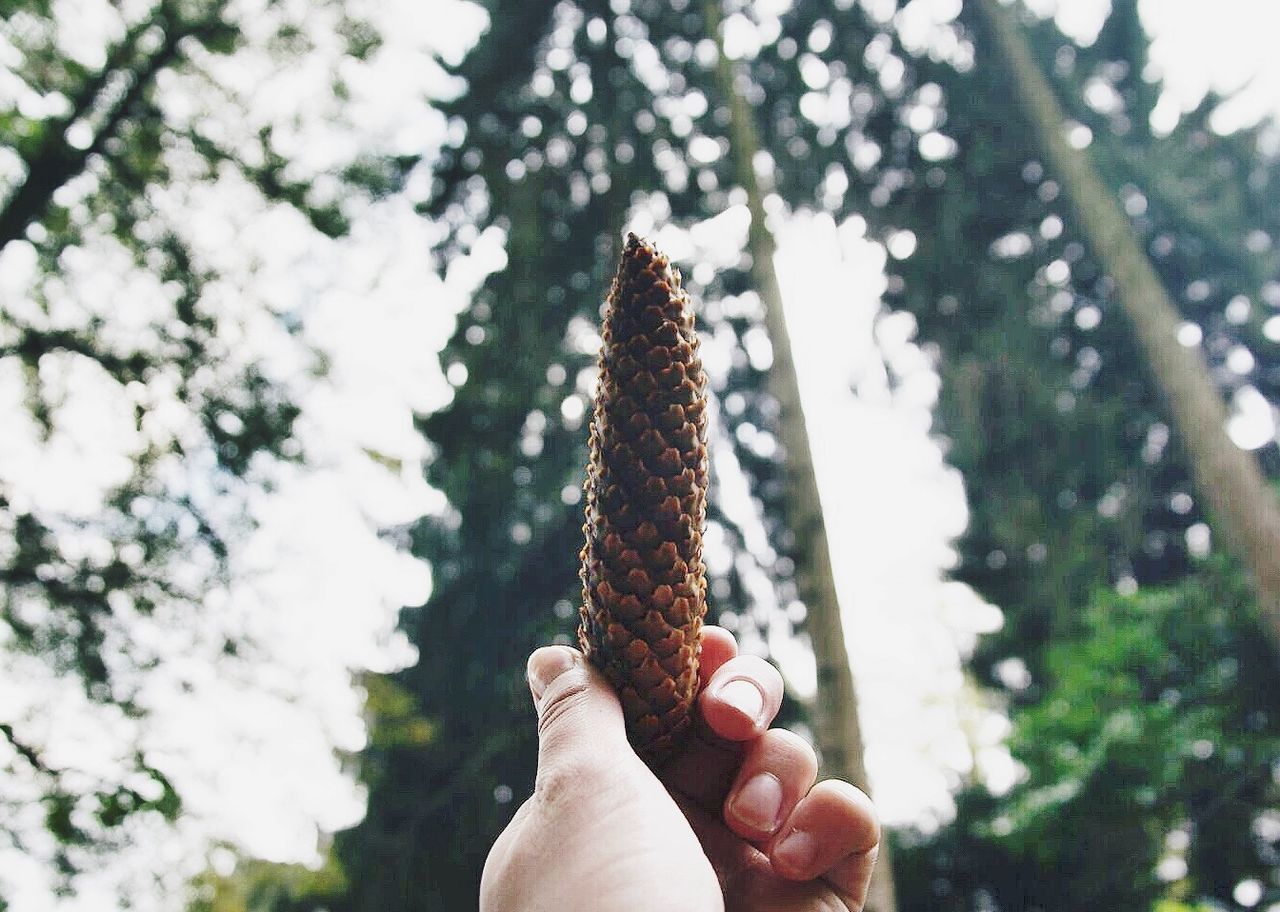 Cropped image of person holding pine cone against trees