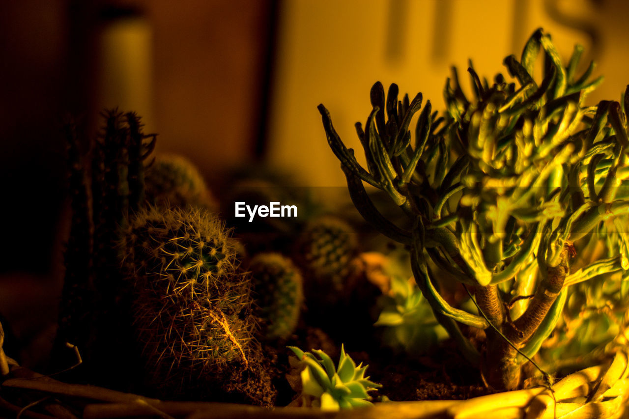 CLOSE-UP OF FRESH POTTED PLANT