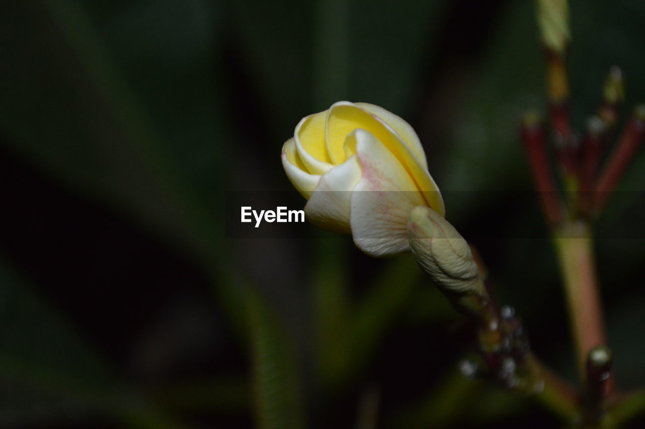 Close-up of white flowering plant