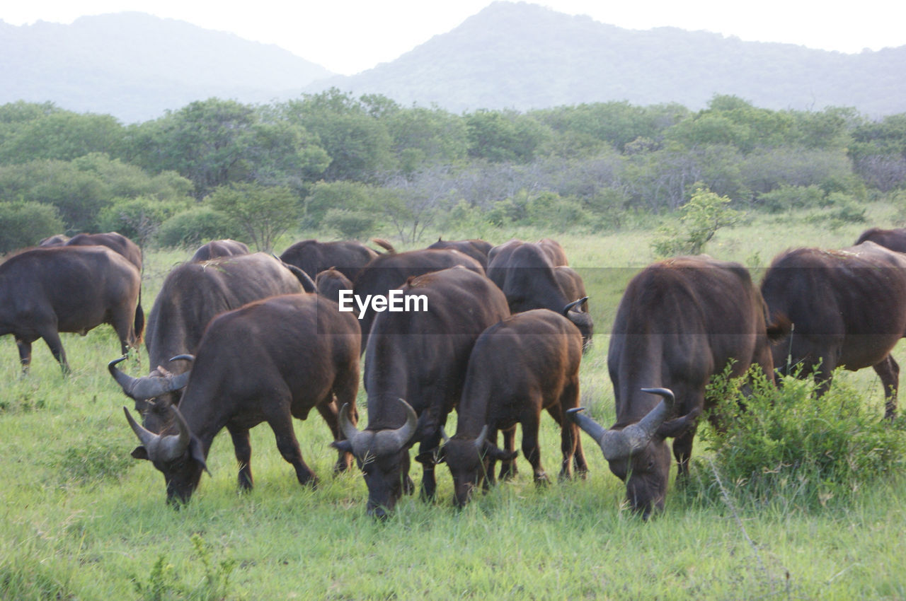 Herd of grazing cape buffalos