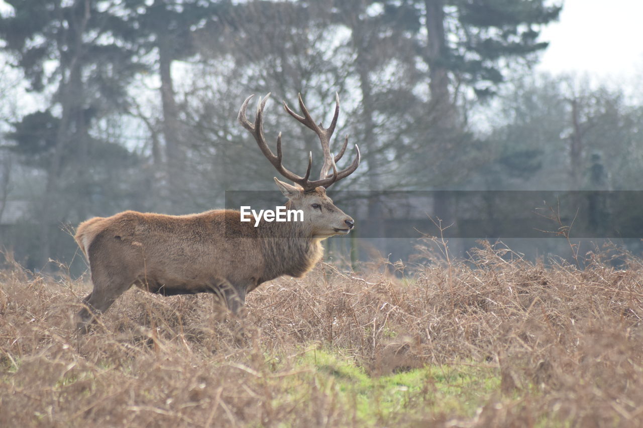 Side view of fall buck standing on grassy field at bushy park