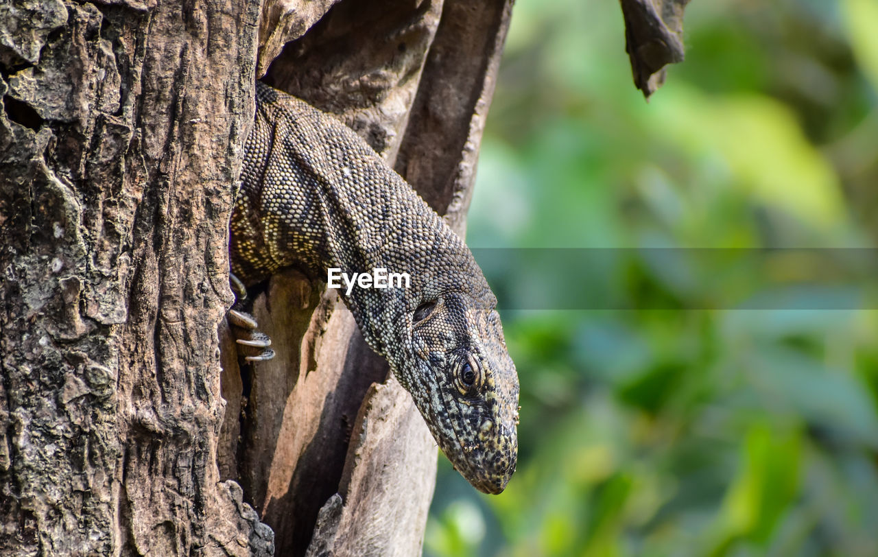 Close-up of lizard on tree trunk