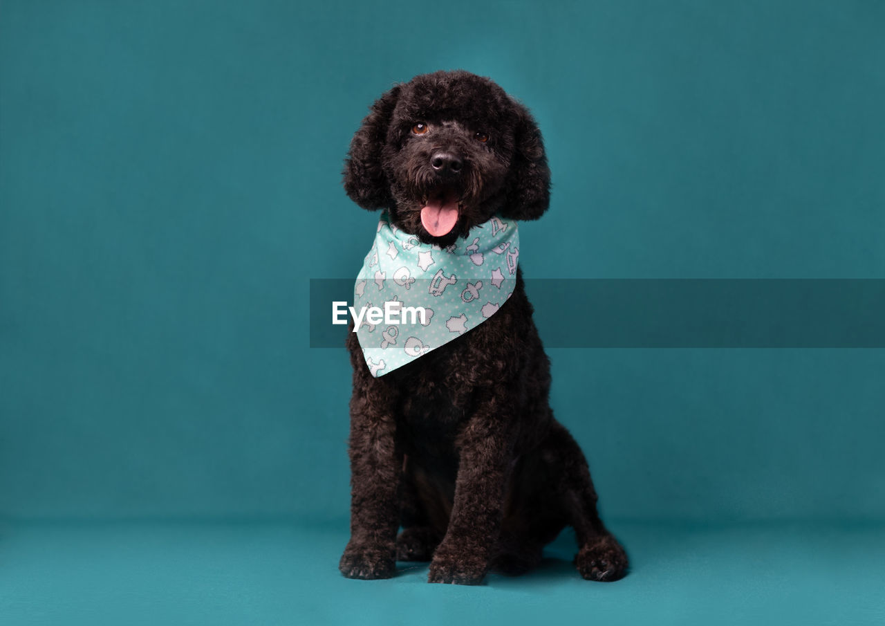 close-up of dog against clear blue background