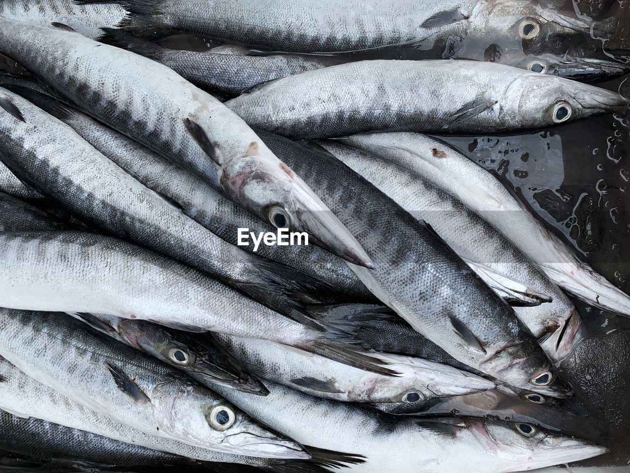 Pile of fresh barracuda fish ready to be sold at the market