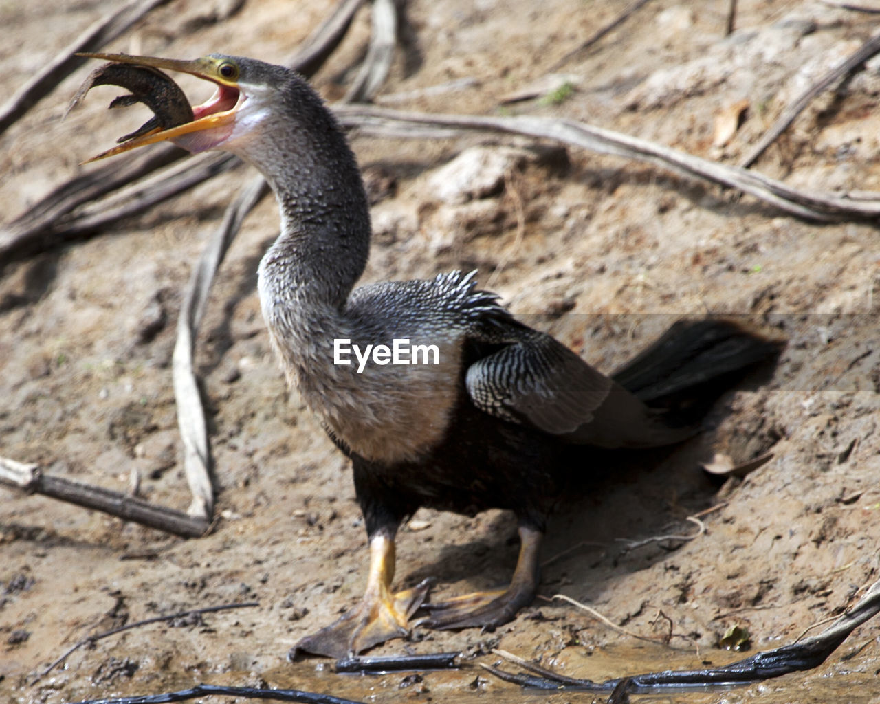 Closeup portrait of anhinga snakebird hunting with whole fish in mouth pampas del yacuma, bolivia.