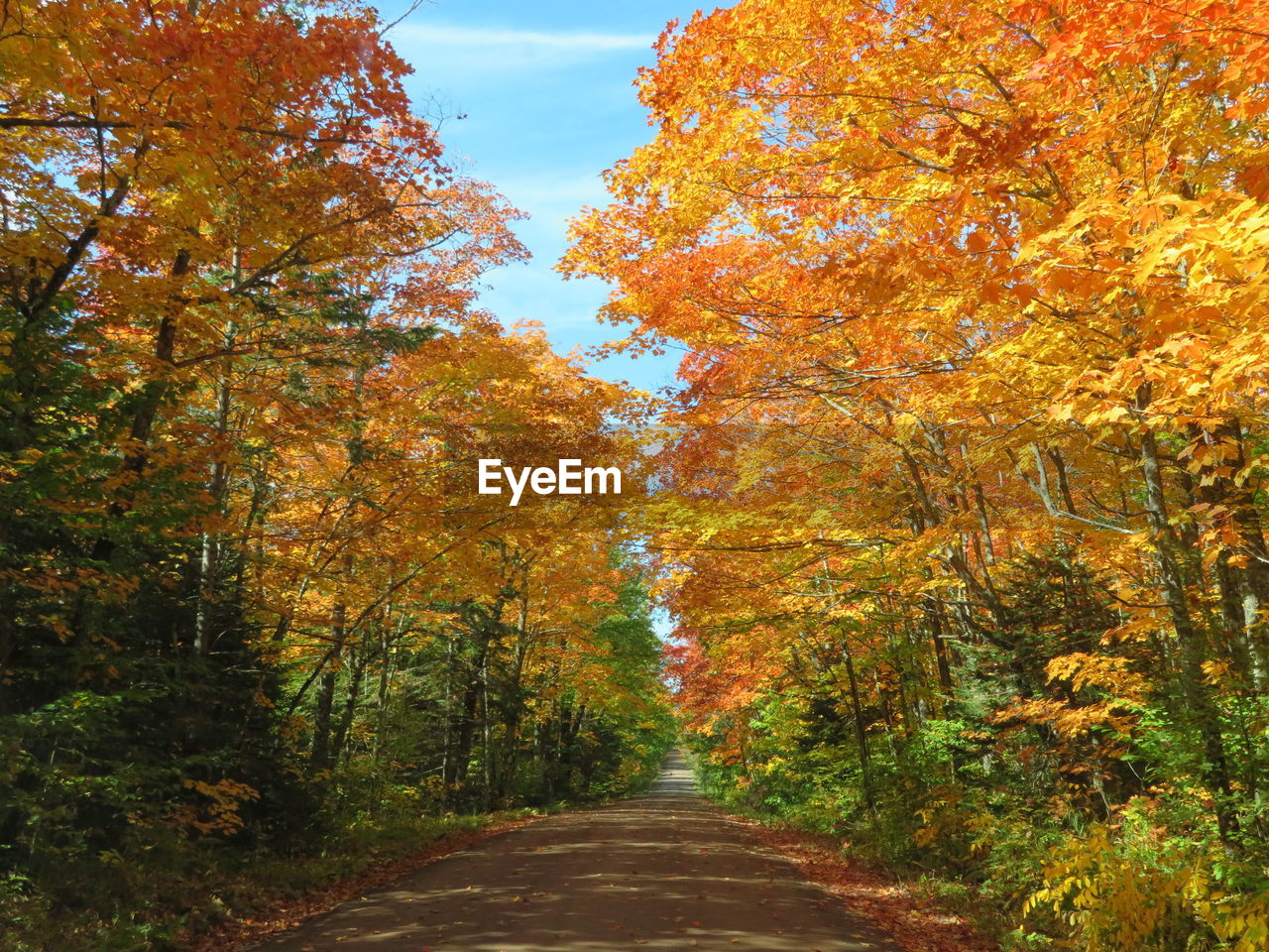 FOOTPATH AMIDST TREES DURING AUTUMN