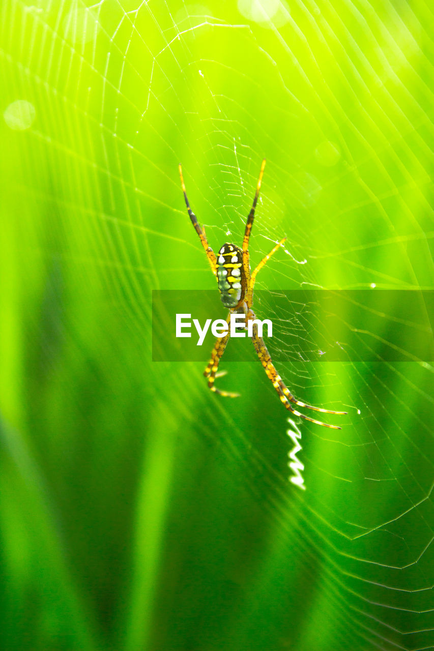 Macro photo of a spider with its beautiful web in the morning in the green of rice fields