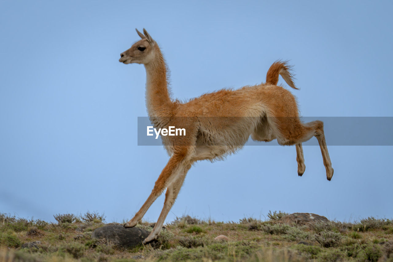 animal themes, animal, mammal, animal wildlife, one animal, wildlife, full length, no people, nature, sky, side view, domestic animals, day, standing, outdoors, clear sky, blue