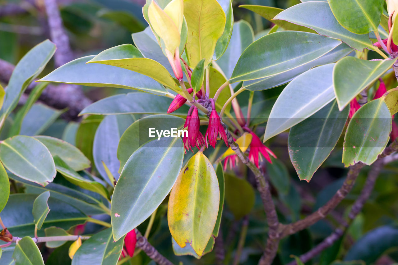 CLOSE-UP OF FLOWERING PLANT