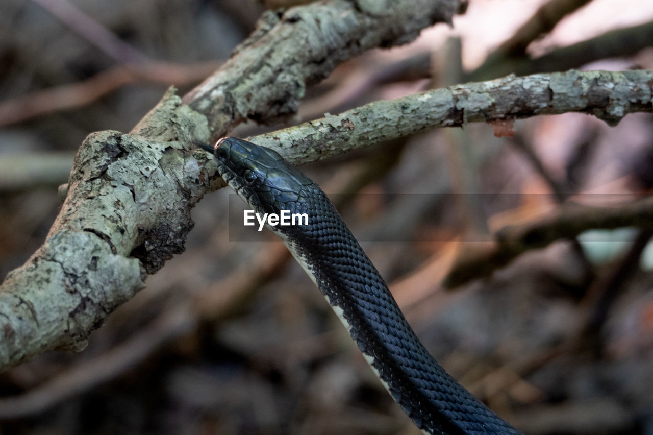 CLOSE-UP OF LIZARD ON TREE