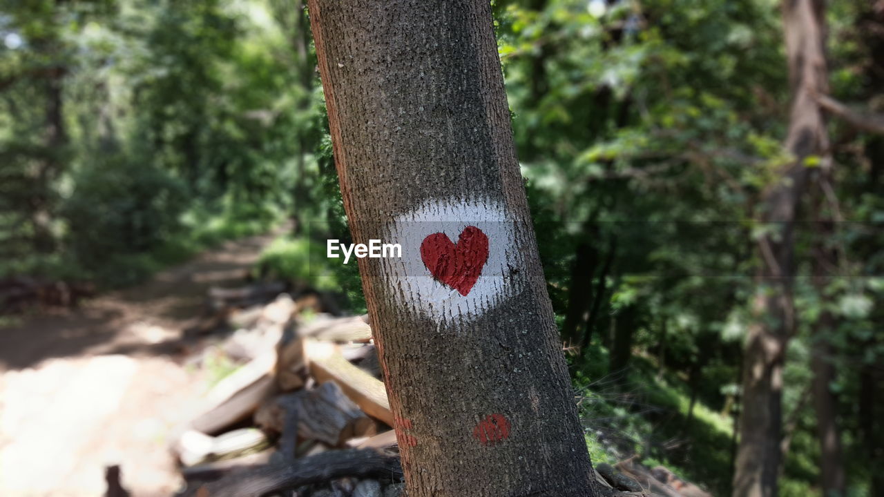 Close-up of heart shape on tree trunk