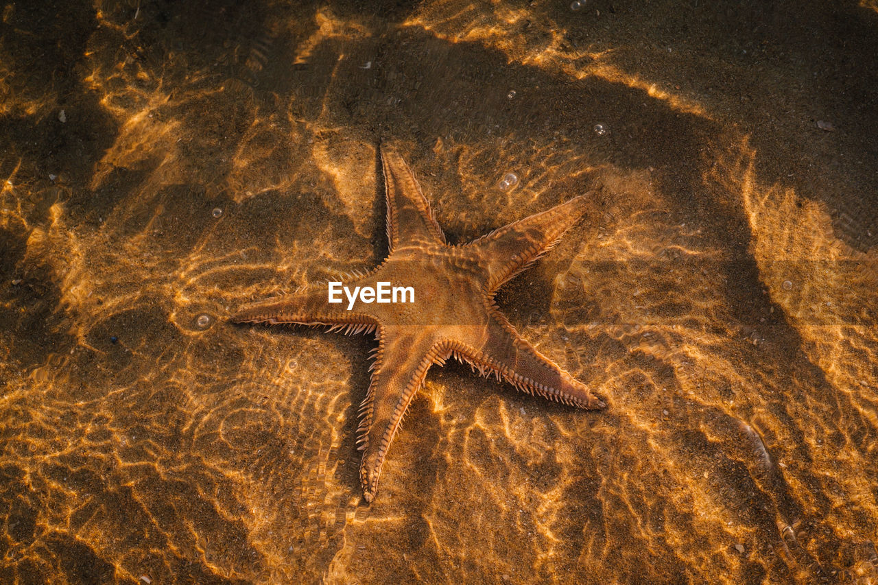 High angle view of starfish in river