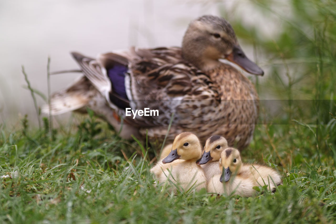 Mallard duck with ducklings on field