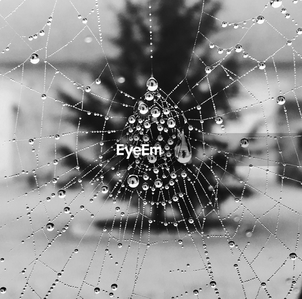 Close-up of wet spider web