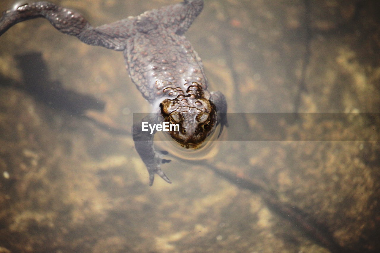 HIGH ANGLE VIEW OF TURTLE IN SWIMMING