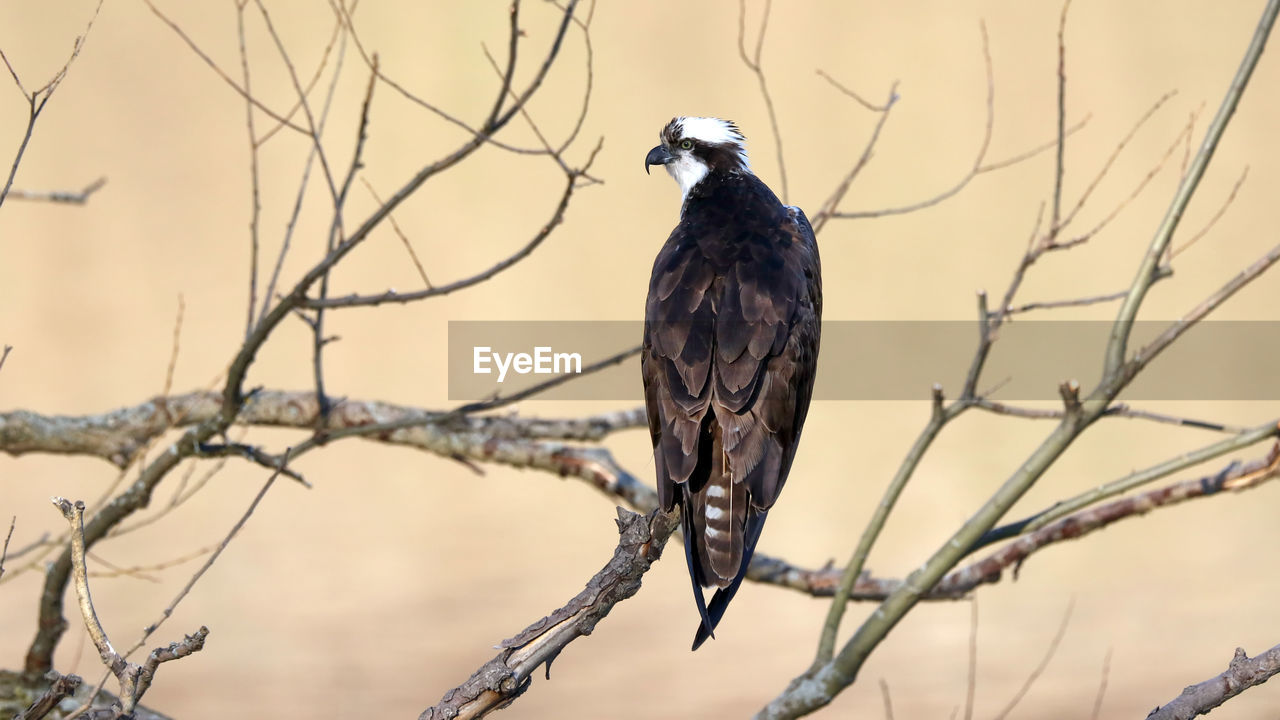 Low angle view of bird perching on bare tree