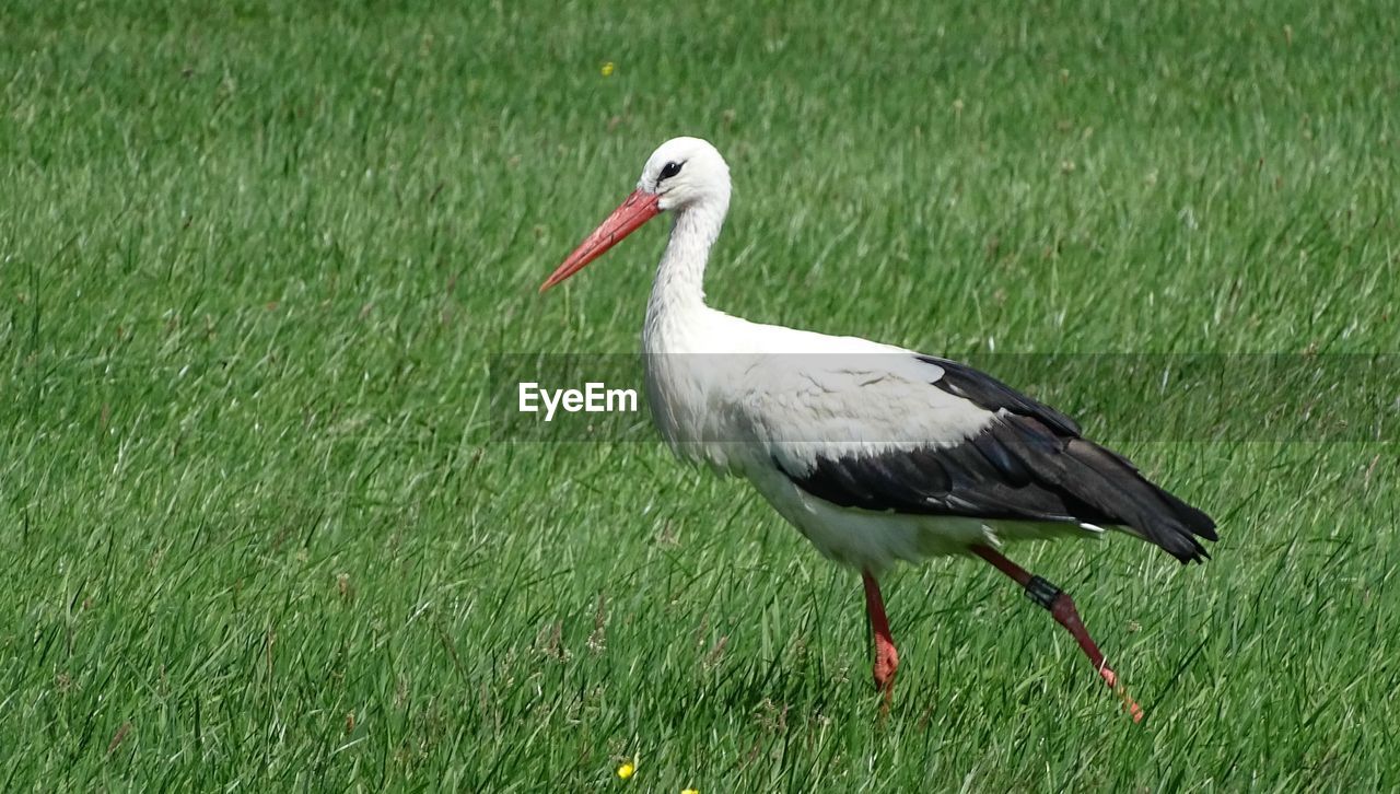 CLOSE-UP OF BIRD ON GRASS