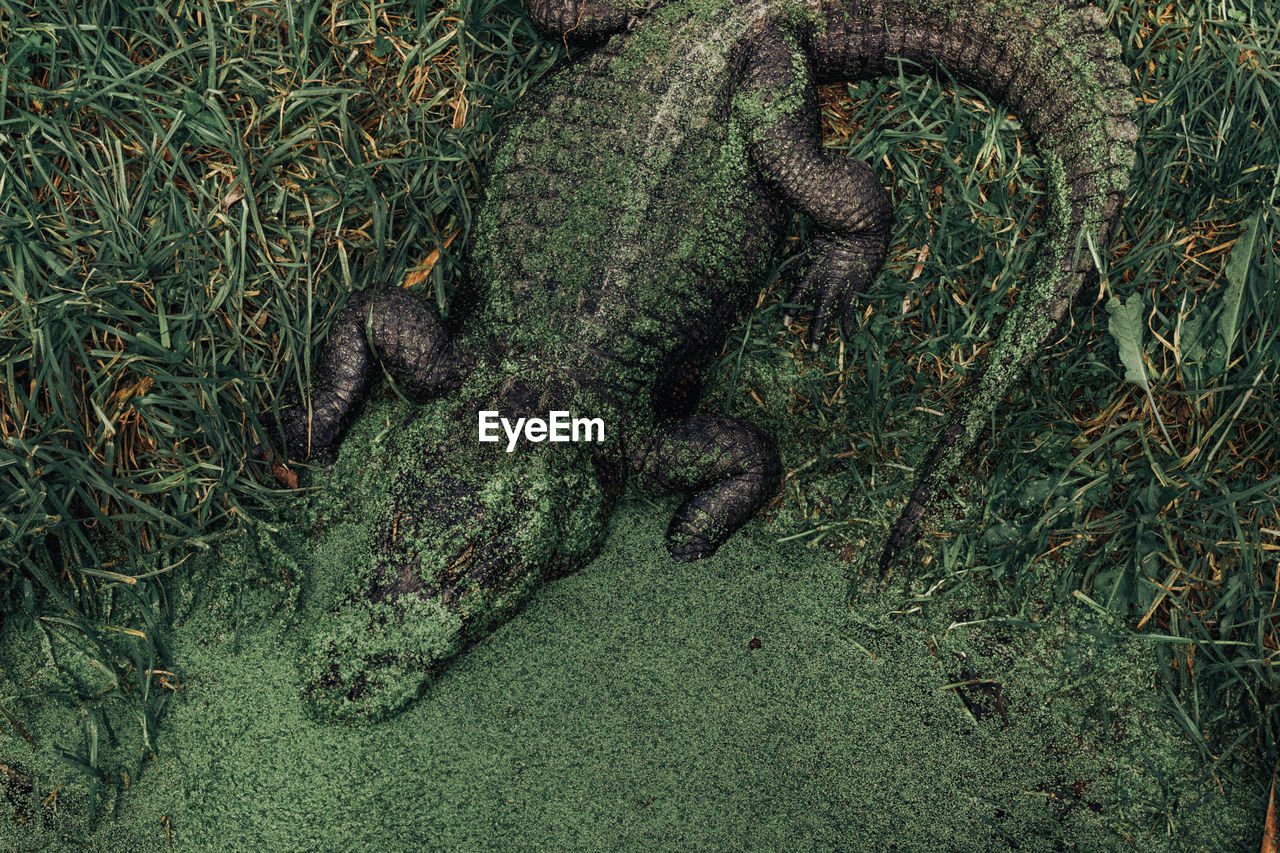 High angle view of alligator in swamp