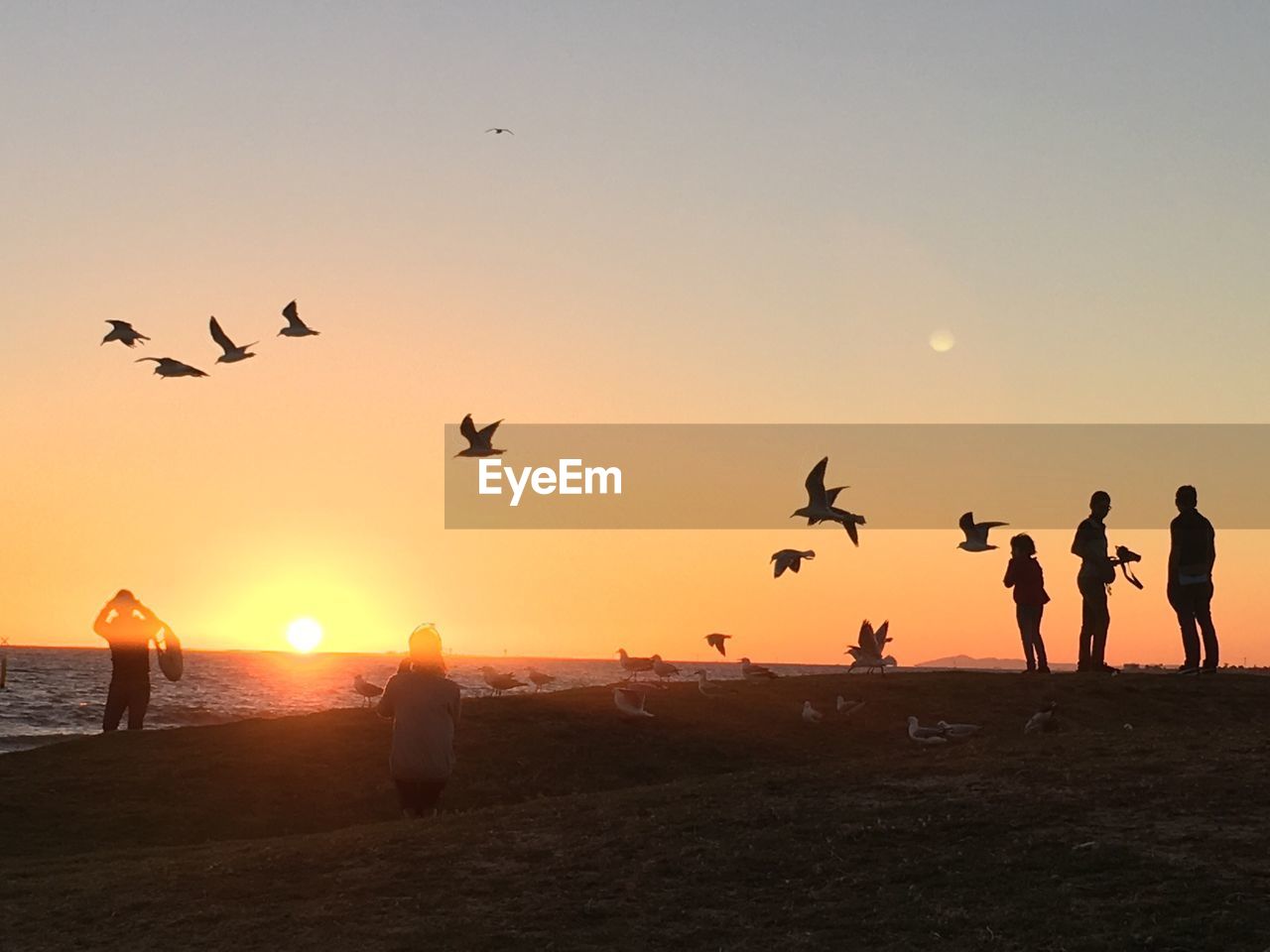 SILHOUETTE OF BIRDS FLYING OVER BEACH AGAINST SKY