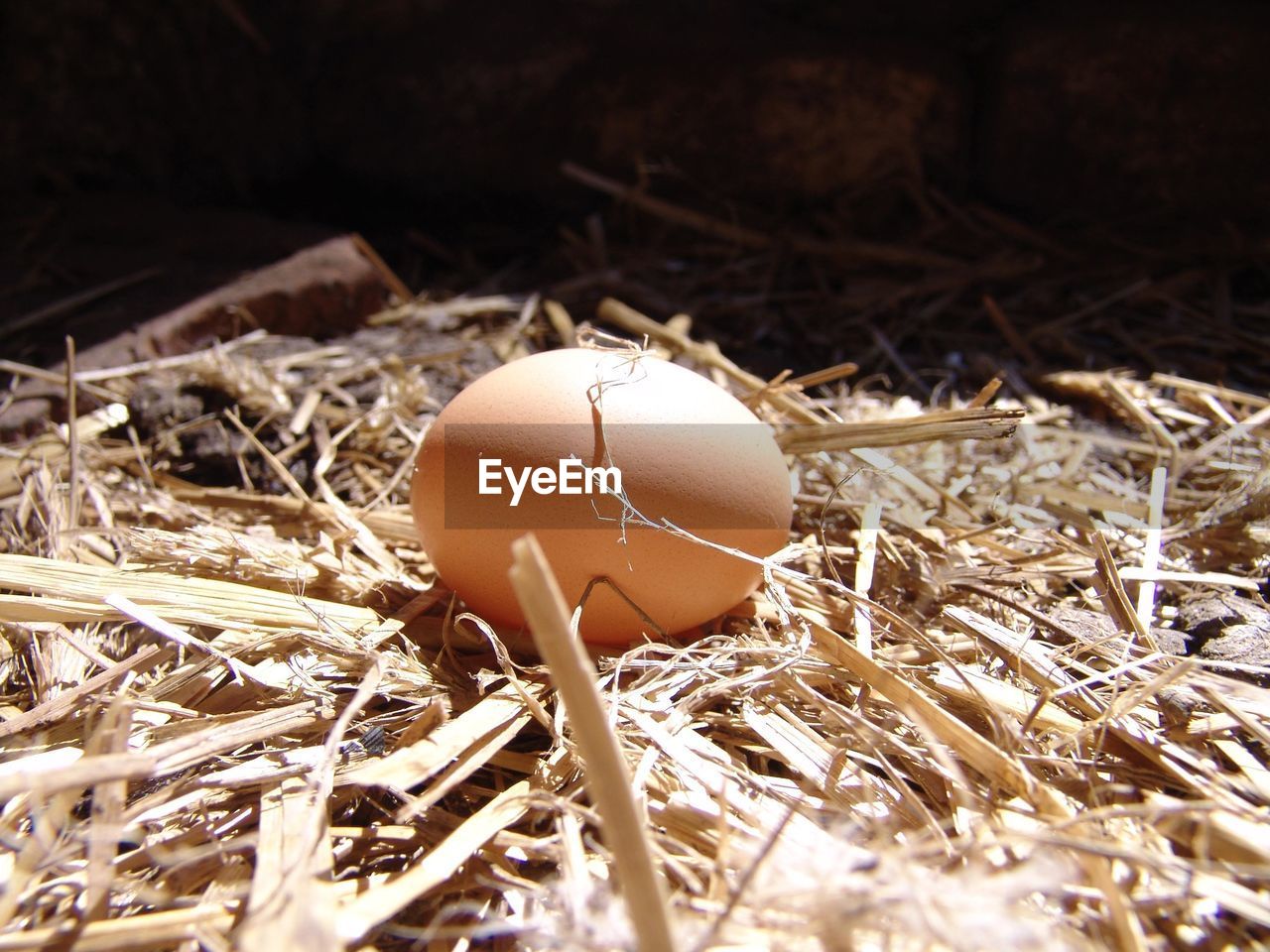 CLOSE-UP OF BROKEN EGGS IN NEST ON HAY