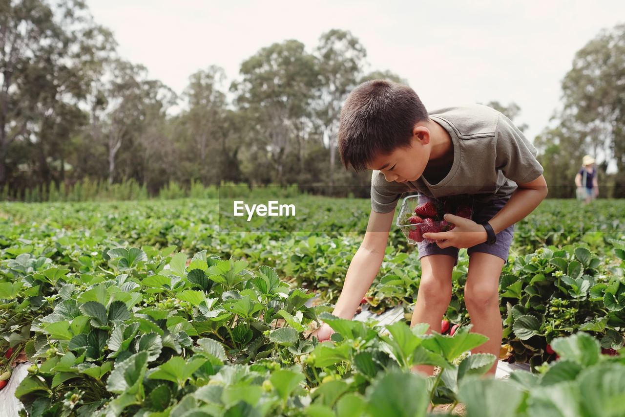 Boy harvesting strawberry on field