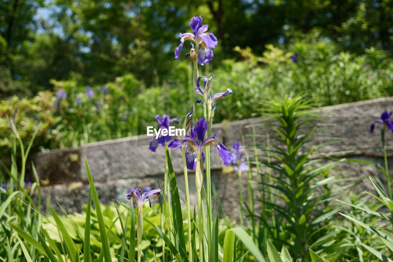 Purple flower blooming in park