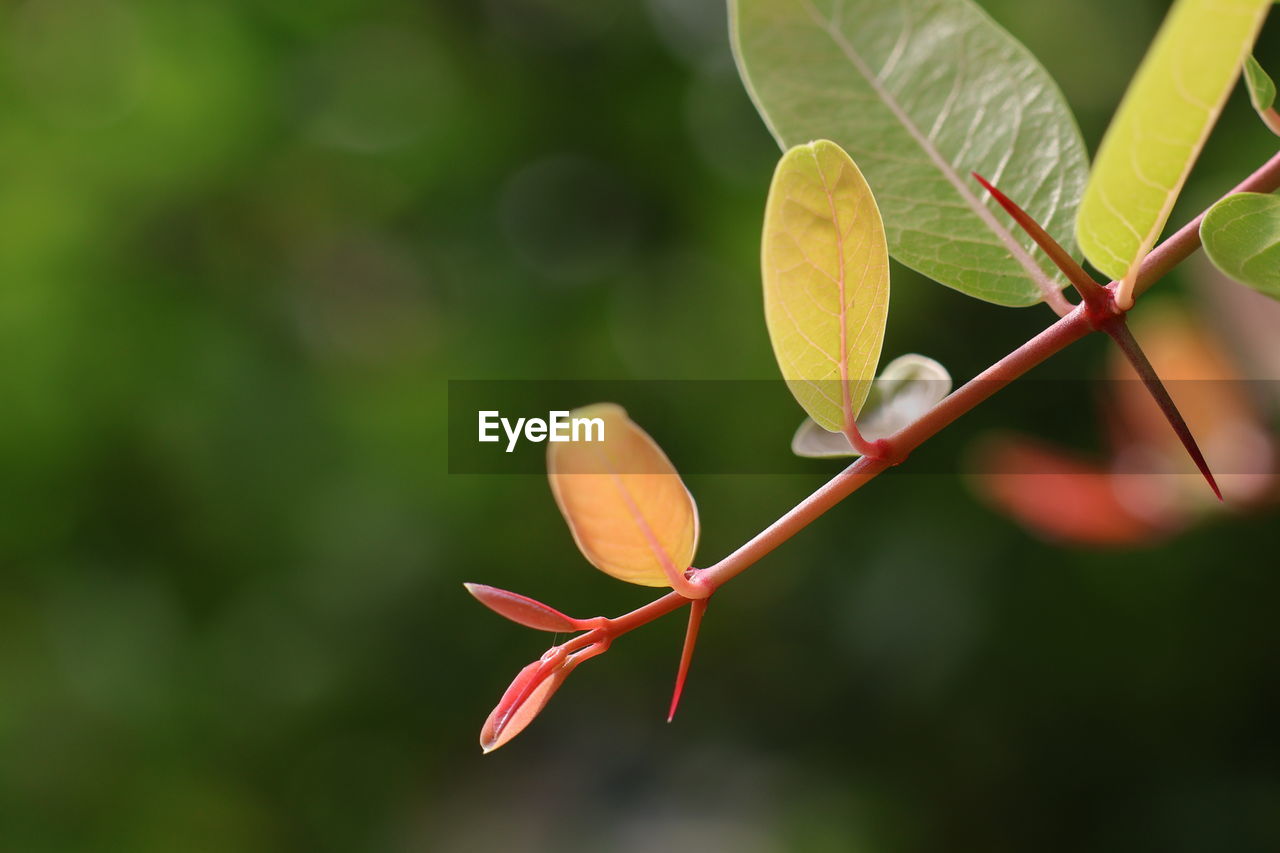 close-up of green leaves on plant
