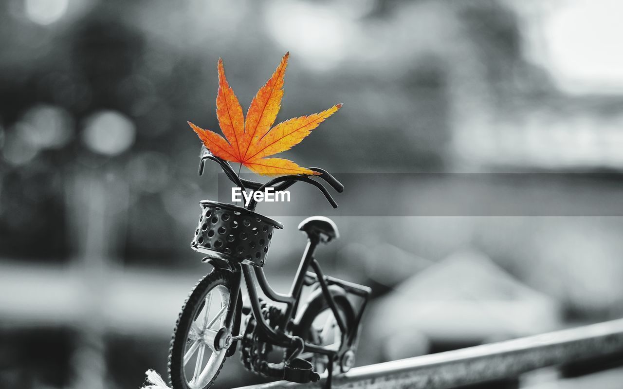 CLOSE-UP OF ORANGE LEAVES ON METAL