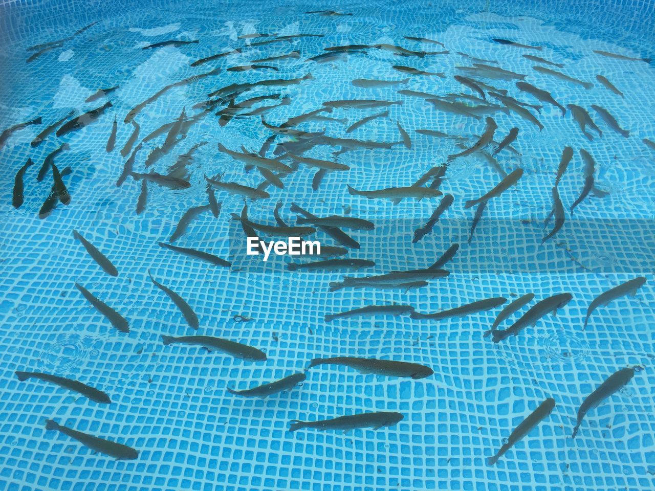 High angle view of fishes in swimming pool
