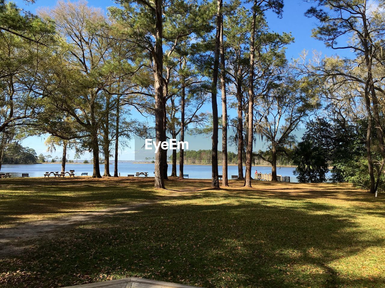 Trees on lakeshore