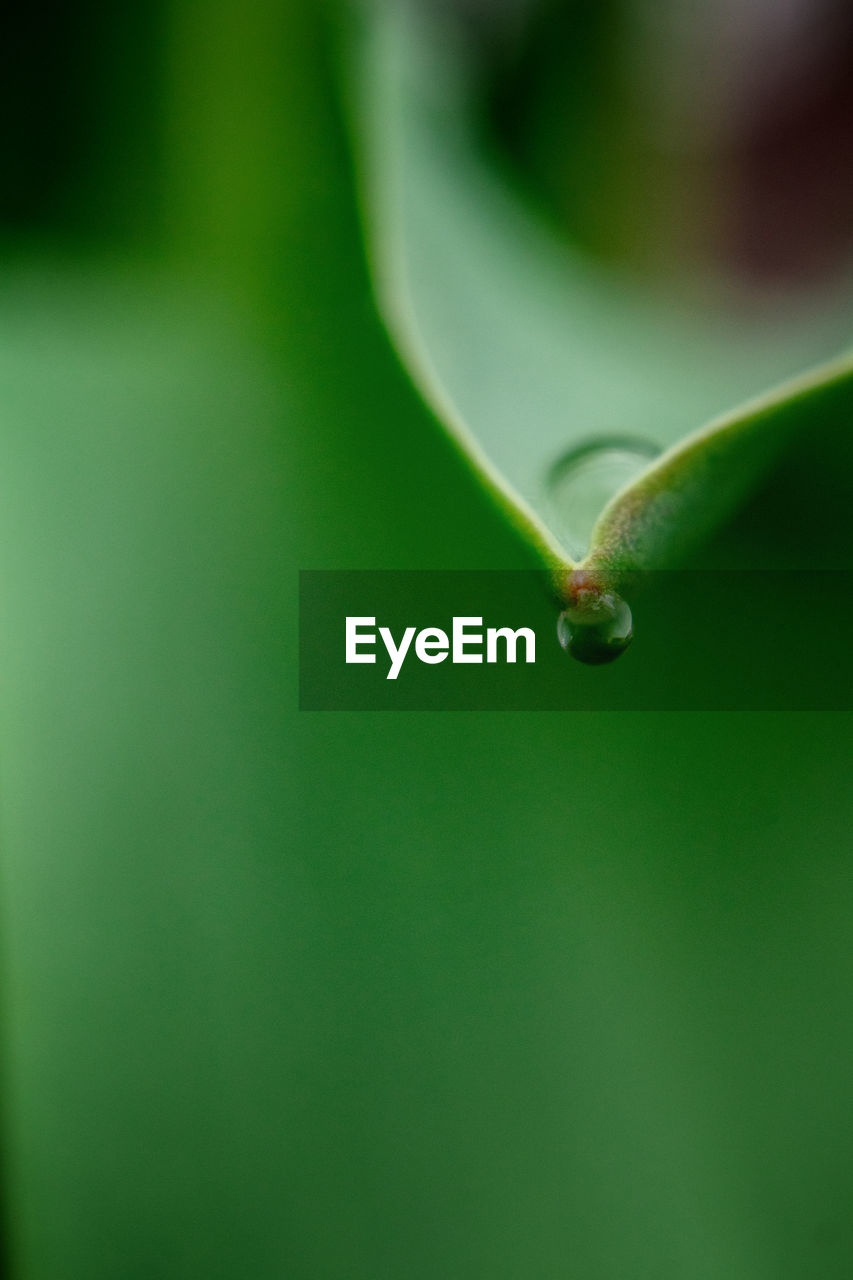 Macro shot of water drops on green leaf