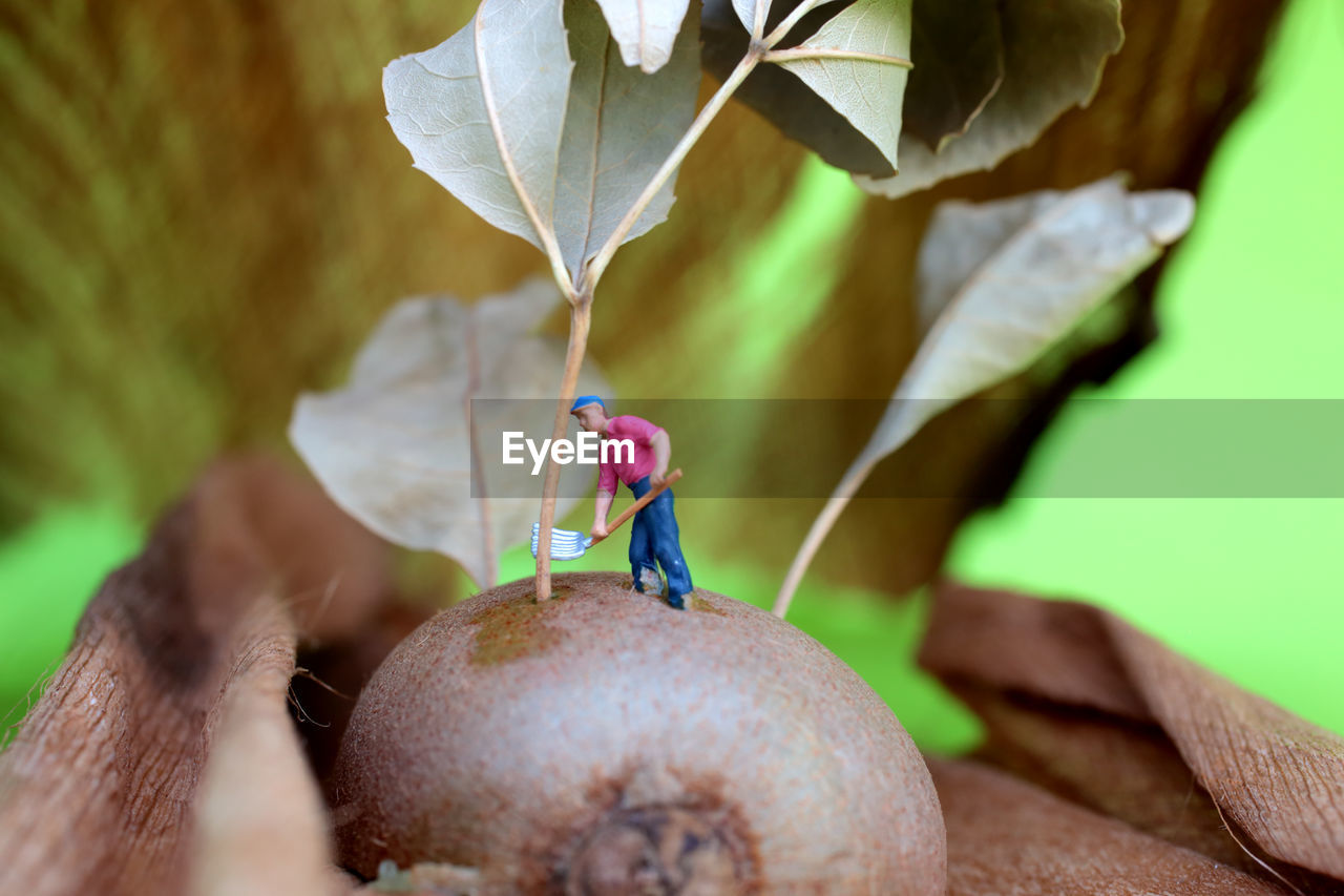 Macro photography 