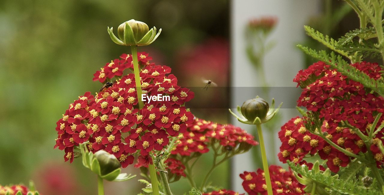 Close-up of red flowers in bloom