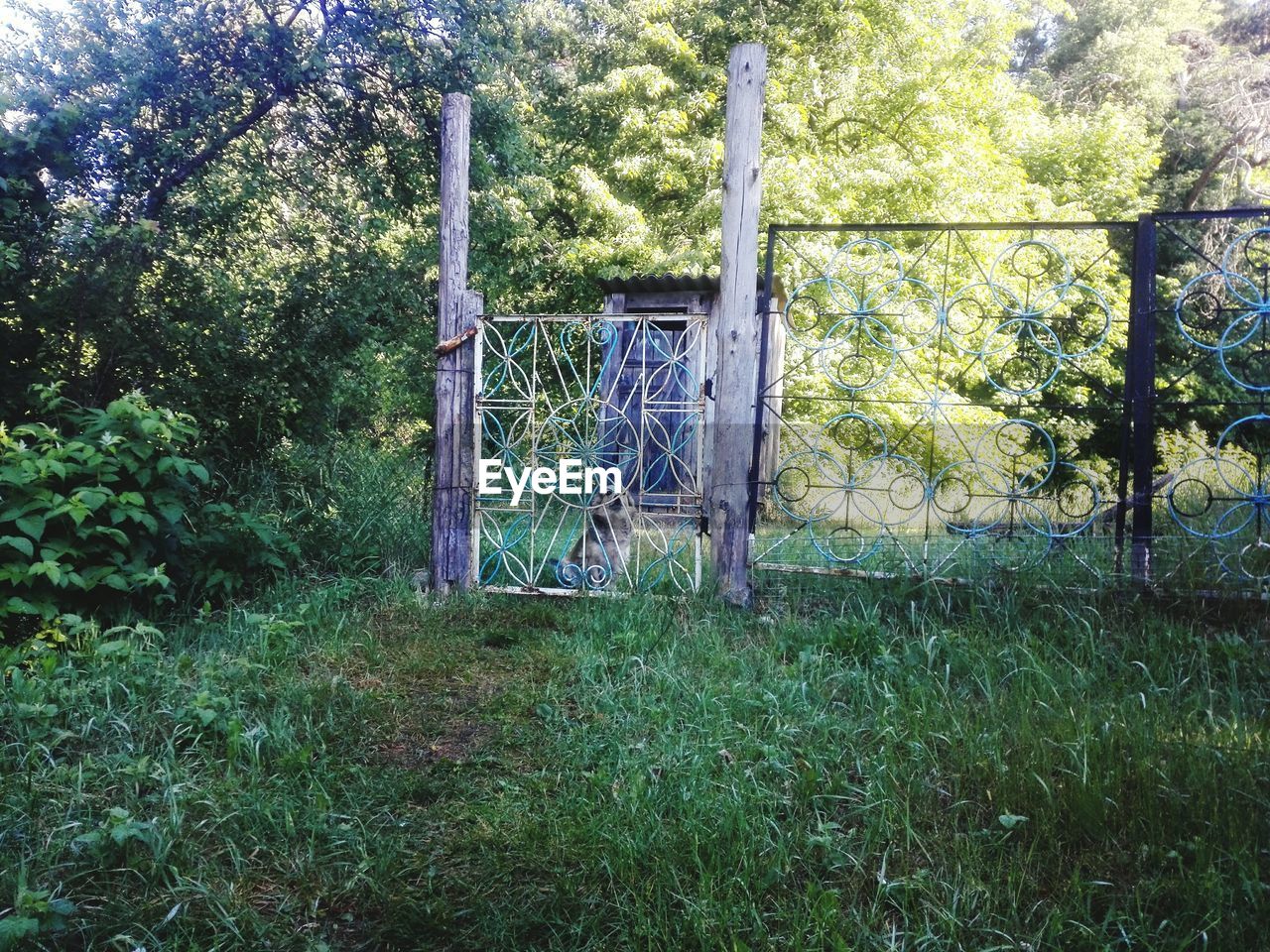 PLANT GROWING ON FENCE