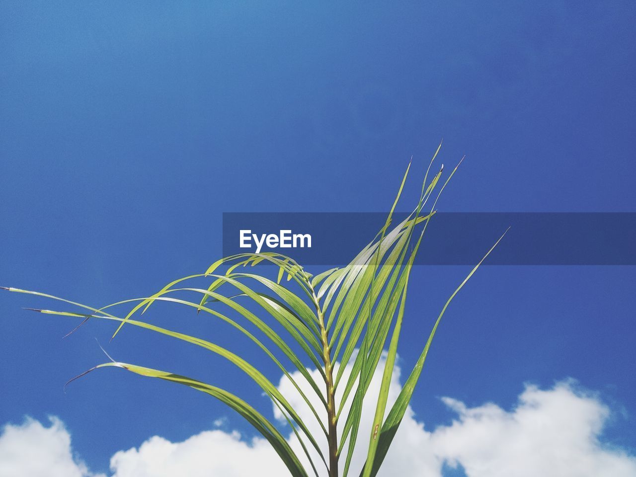 Low angle view of plant against blue sky